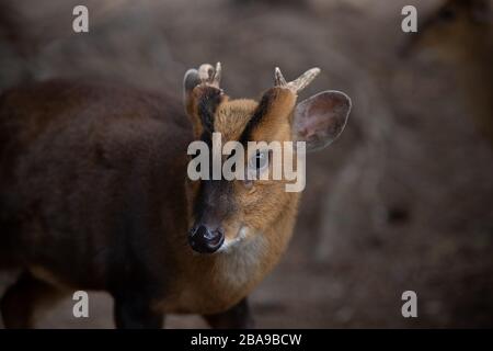 Ritratto facciale di un maschio adulto di cervo muntjac nella foresta Foto Stock