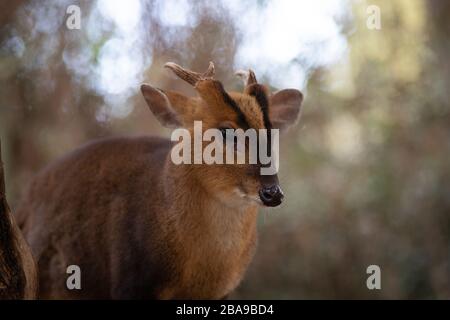 Ritratto facciale di un maschio adulto di cervo muntjac nella foresta Foto Stock