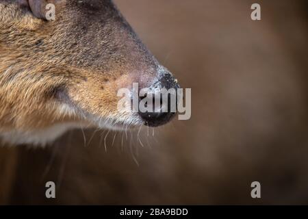 Particolare del muso di un muntjac e il suo naso con sfondo non focalizzato Foto Stock