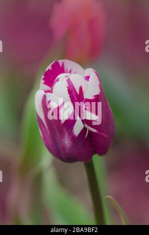 Doppio colore viola bianco tulipano Insulinde. Bianco con striscia viola su tulipano di petalo. Fiore tulipano bianco con strisce viola. Fiore di vi flamed bianco Foto Stock