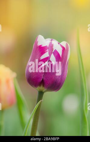 Doppio colore viola bianco tulipano Insulinde. Bianco con striscia viola su tulipano di petalo. Fiore tulipano bianco con strisce viola. Fiore di vi flamed bianco Foto Stock