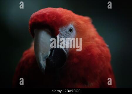 Primo piano ritratto viso di un macaw scarlatto adulto al buio Foto Stock