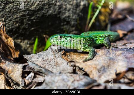 Piccola lucertola verde seduta sulla pietra Foto Stock