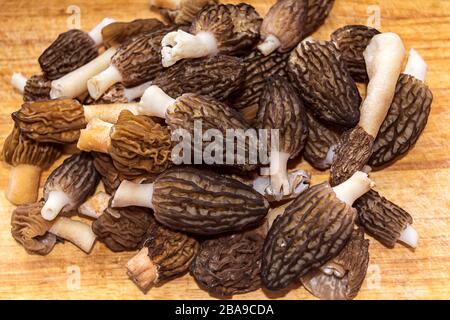 Funghi porcini neri commestibili di primavera su sfondo rustico Foto Stock