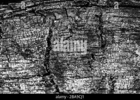 Trama di legno bruciato. Sfondo di legno bruciato Foto Stock