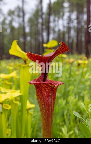 Sarracenia flava nella Liberty County, Florida, USA Foto Stock