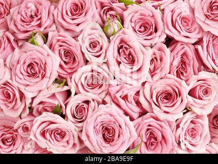 Immagine di sfondo delle rose rosa. Vista dall'alto dei fiori di rosa Foto Stock