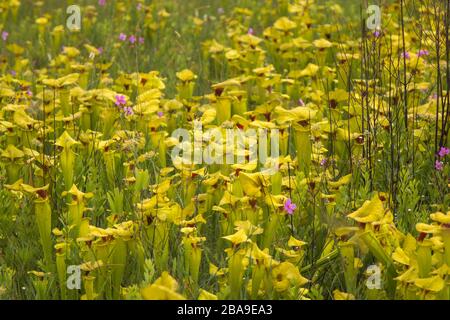 Sarracenia flava nella Okaloosa County, Florida, USA Foto Stock