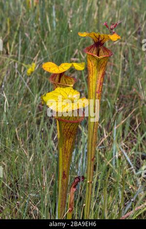 Sarracenia flava nella Liberty County, Florida, USA Foto Stock