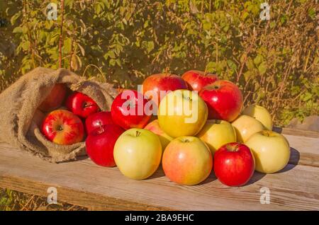 Mele fresche in natura. Raccolta fresca di mele. Natura concetto di frutta. Mele su tavola di legno su sfondo autunnale Foto Stock