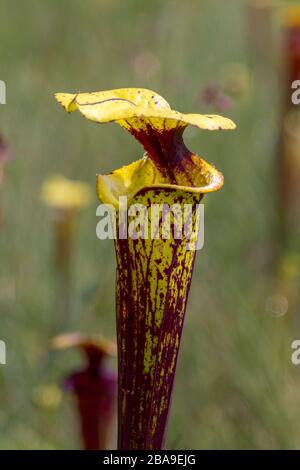 Sarracenia flava nella Liberty County, Florida, USA Foto Stock