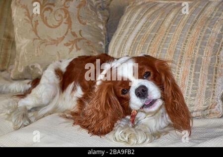 L'adorabile Cavalier King Charles spaniel masticare uno spuntino Foto Stock