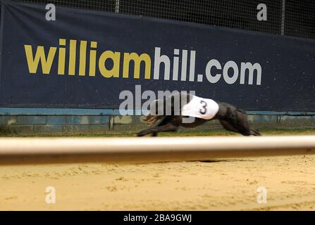 Un levriero corre oltre il marchio William Hill al Wimbledon Greyhound Stadium Foto Stock