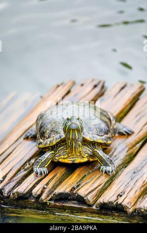 Slider dalle orecchie rosse (Trachemys scripta elegans) terrapin, testa sollevata, su una zattera nel Lago delle tartarughe, Giardino Botanico (Jardim Botanico), Rio de Janeiro Foto Stock