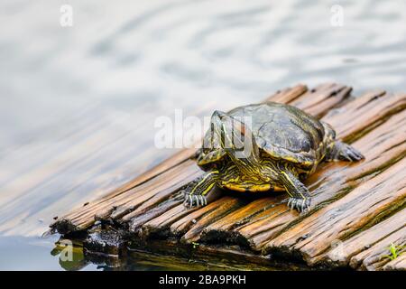 Slider dalle orecchie rosse (Trachemys scripta elegans) terrapin, testa sollevata, su una zattera nel Lago delle tartarughe, Giardino Botanico (Jardim Botanico), Rio de Janeiro Foto Stock