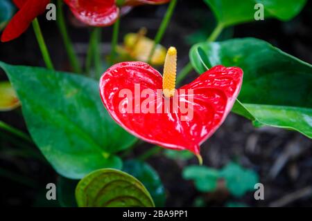 Fiore rosso vivo di Flamingo, Anthurium andraeanum Linden ex André, in Giardino Botanico (Jardim Botanico), zona Sud, Rio de Janeiro, Brasile Foto Stock