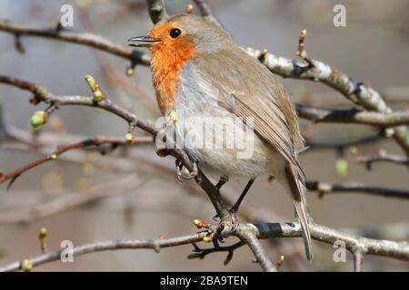 Robin Erithacus rubecula, cantando nella macchia di biancospino, Aberdeenshire Foto Stock