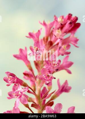 Ribes Sanguineum, curry fiorito, ritratto di fiori naturali Foto Stock