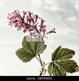 Ribes Sanguineum, curry fiorito, ritratto di fiori naturali Foto Stock