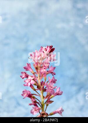 Ribes Sanguineum, curry fiorito, ritratto di fiori naturali Foto Stock