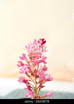 Ribes Sanguineum, curry fiorito, ritratto di fiori naturali Foto Stock