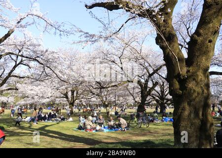 Le folle più sottili ma ancora molte persone hanno goduto la vista della fioritura dei ciliegi nel popolare parco dei ciliegi a Tokyo, nel mezzo dell'epidemia di coronavirus. Foto Stock