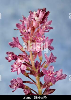 Ribes Sanguineum, curry fiorito, ritratto di fiori naturali Foto Stock