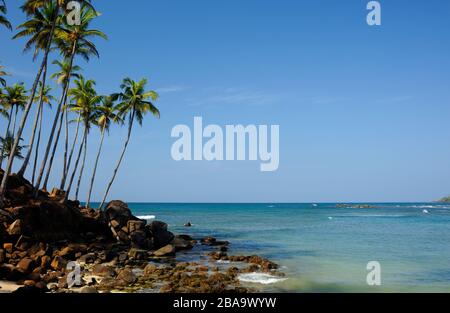 Sri Lanka, Mirissa, collina di palme da cocco Foto Stock