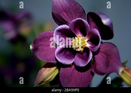 Un bel fiore colombino viola Foto Stock