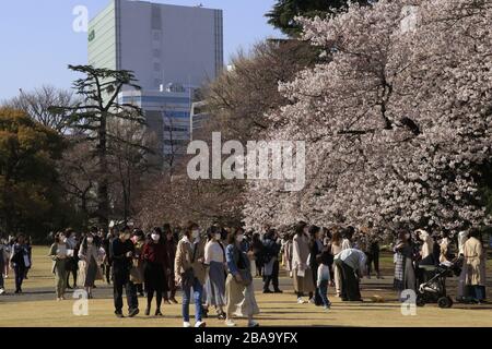 Le folle più sottili ma ancora molte persone hanno goduto la vista della fioritura dei ciliegi nel popolare parco dei ciliegi a Tokyo, nel mezzo dell'epidemia di coronavirus. Foto Stock