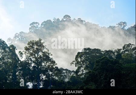 Foresta pluviale di Misty all'alba, Danum Valley Conservation Area, Sabah, Borneo, Malesia Foto Stock