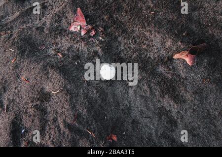 Tartaruga di mare aperto uovo sulla sabbia della spiaggia di Tortuguero, sulla costa caraibica del Costa Rica Foto Stock