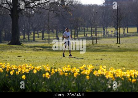 Leicester, Leicestershire, Regno Unito. 26 marzo 2020. Un uomo corre oltre Daffodils a Victoria Park a Leicester durante la pandemia di Coronavirus. Credit Darren Staples/Alamy Live News. Foto Stock
