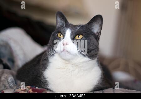 autiful femmina grigio e bianco gatto con grande giallo eyes.looking upword Foto Stock