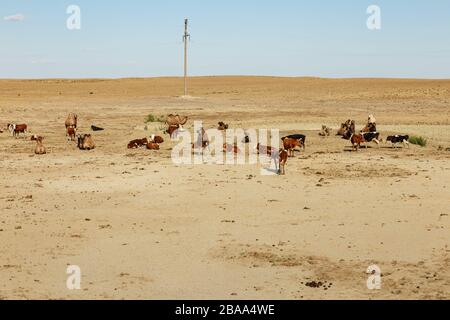Mandria di mucche e cammelli su un pascolo in Kazakhstan, distretto di Aral della regione di Kyzylorda. Foto Stock