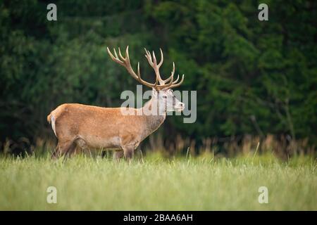 Forte cervo rosso in piedi su un pascolo aperto in natura Foto Stock