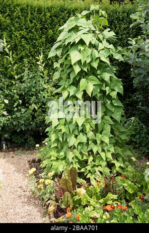 Fagioli di corridore, piante crescenti Foto Stock