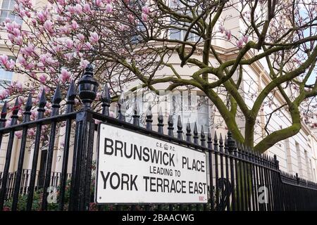 Fioritura dell'albero di magnolia in Marylebone, Londra, Inghilterra Regno Unito Regno Unito Foto Stock