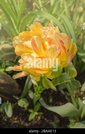 Fiori gialli tulipani fioriti in tulipani cocktail Di Frutta. Gruppo di tulipano giallo colorato. Colorato tulipani Cocktail Di Frutta nel giardino fiorito Foto Stock