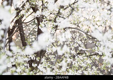 Fiori di ciliegio (Prunus avium) come cotone bianco. Concetto di primavera, fiori fioriti e natura Foto Stock