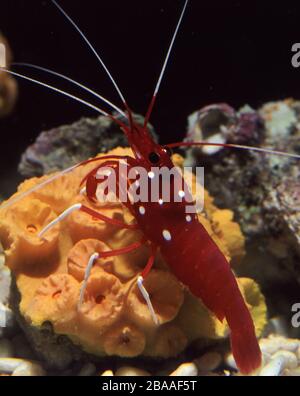 Fuoco rosso o gamberi cardinale, Lysmata debelius Foto Stock