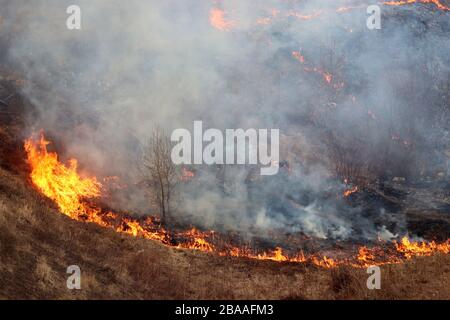 Fuoco di foresta in primavera, erba secca e alberi in fumo e fiamme Foto Stock