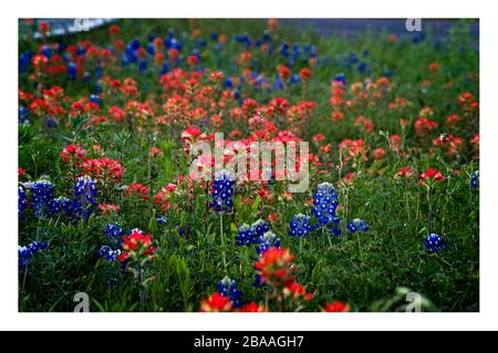 Fiori selvatici primaverili del Texas – bluebonnet e pennelli indiani, su strade rurali Foto Stock