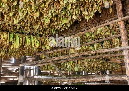 File appesi di foglie di tabacco verde che vengono asciugate per trasformarsi in sigari a Vinales a Cuba Foto Stock