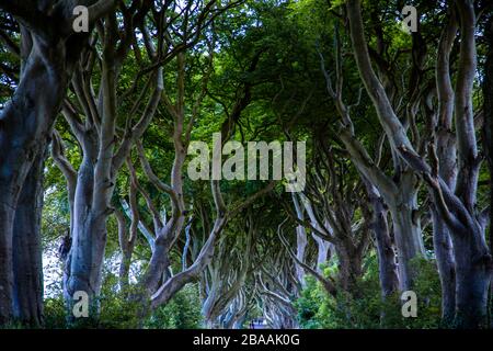 I cosiddetti Dark Hedges di Bregagh Road, famosi per la loro bellezza e HBO´s Game of Thrones, Northern Ireand, UK Foto Stock