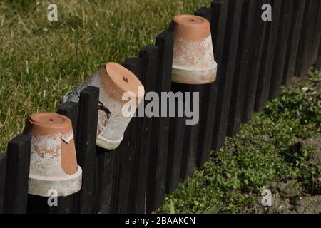 Recinzione di legno con tre pentole su di esso nel giardino Foto Stock