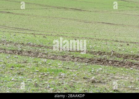 Incrocio dei cingoli dei pneumatici del trattore in un campo a molla. Per il cambiamento di direzione, l'agricoltura e il Regno Unito, il paesaggio agricolo, la crescita precoce Foto Stock