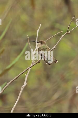 Tumbes Hummingbird (Leucippus bieri) adulto arroccato sul ramoscello Chabarri, Perù febbraio Foto Stock