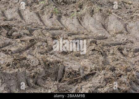 Profonde creste di fango fatte dagli pneumatici del trattore dopo la vestizione della parte superiore. Cingoli di pneumatici, facendo i cingoli, bastone nel fango, consistenza fangosa, superficie fangosa, fango invernale Foto Stock