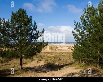 Sentiero attraverso i boschi per la spiaggia, Wells-next-the-Sea, Norfolk, Regno Unito Foto Stock